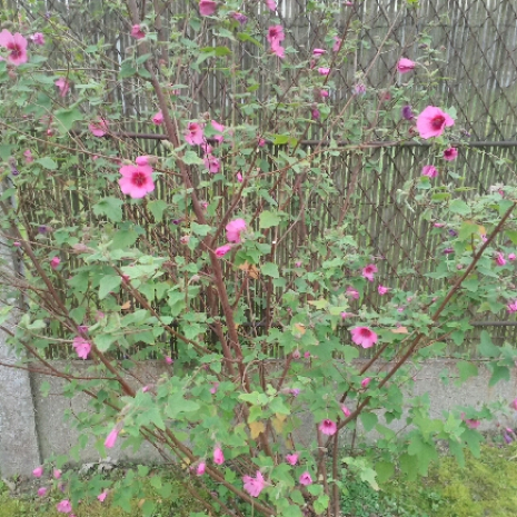 Arrivée du printemps