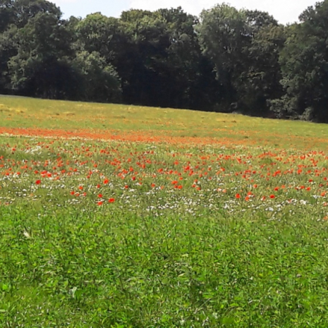 Que la nature est belle après le déconfinement !