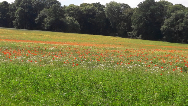 Que la nature est belle après le déconfinement !