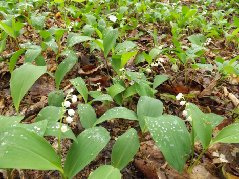 Muguet en sous-bois