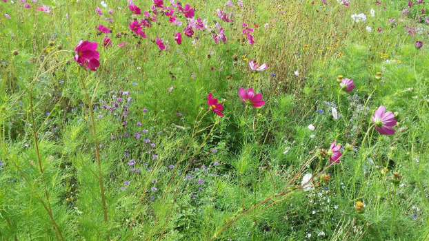Cosmos