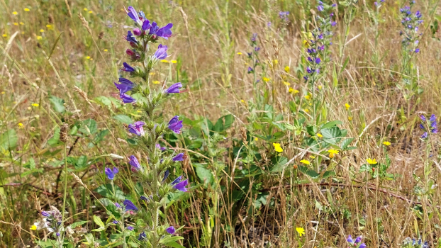 Floraison 1