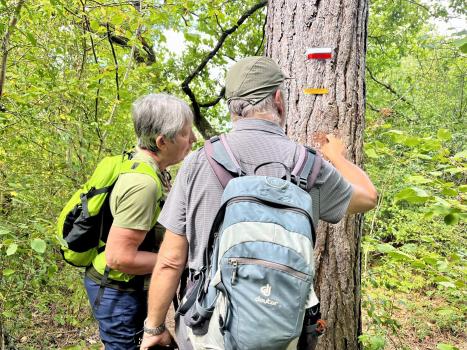 Dans la forêt de Lille à dent