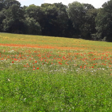 Que la nature est belle après le déconfinement ! 