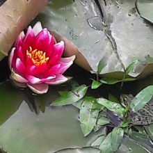 En compagnie des grenouilles