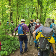 Randonnée du 24 mai 2024 : Le bois de Morval