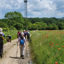 Randonnée du 24 mai 2024 : Le bois de Morval