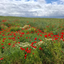 Champ de coquelicots