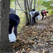D’autres poignées de châtaignes