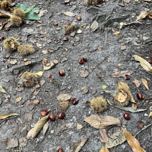 … châtaignes éclatent sous nos pieds, c’est la fin de l’été…