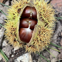 La feuille d’automne emportée par le vent…