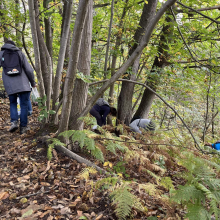 Des poignées de châtaignes !!!