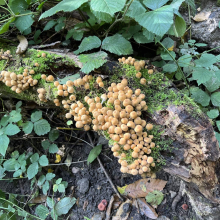 Quelques champignons…