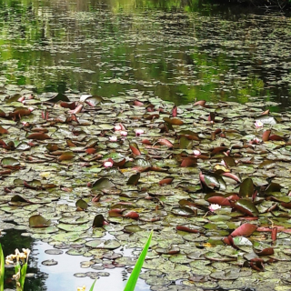 Que la nature est belle après le déconfinement !