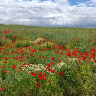 Champ de coquelicots