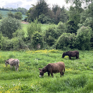 Quelques ânes en cours de rando