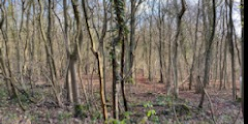 Forêt déserte