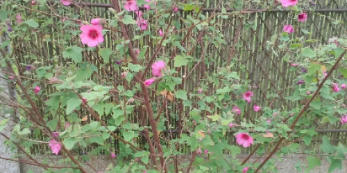 Arrivée du printemps