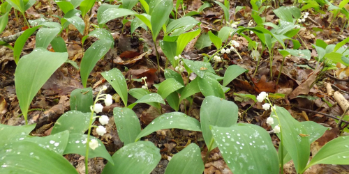 Muguet en sous-bois